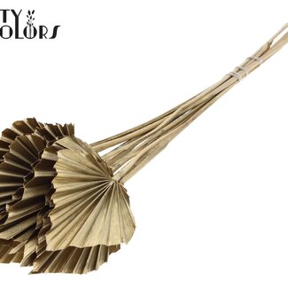 QC Gedroogde Palm Spear | Kleur: Antiek Goudkleurig | Palmbladeren in Speervorm | Lengte ± 50 centimeter | 10 takken per bos | Per bos