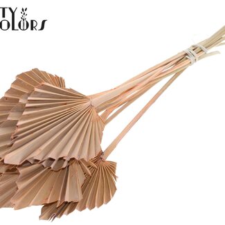QC Gedroogde Palm Spear | Kleur: Frosted Zalmkleurig | Palmbladeren in Speervorm | Lengte ± 50 centimeter | 10 takken per bos | Per bos