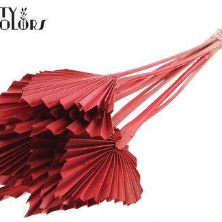 QC Gedroogde Palm Spear | Kleur: Rood | Palmbladeren in Speervorm | Lengte ± 50 centimeter | 10 takken per bos | Per bos