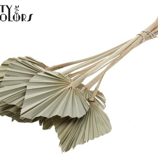 QC Gedroogde Palm Spear | Kleur: Naturelle Groen | Palmbladeren in Speervorm | Lengte ± 50 centimeter | 10 takken per bos | Per bos