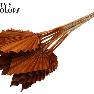 QC Gedroogde Palm Spear | Kleur: Terracotta | Palmbladeren in Speervorm | Lengte ± 50 centimeter | 10 takken per bos | Per bos