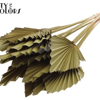 QC Gedroogde Palm Spear | Kleur: Olijfgroen | Palmbladeren in Speervorm | Lengte ± 50 centimeter | 10 takken per bos | Per bos