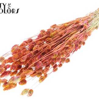 QC Gedroogde Phalaris | Kleur: Meerkleurig Kerskleurig | Kanariegras Droogbloemen | Lengte ± 60 centimeter | Gewicht 220 gram | Per bos