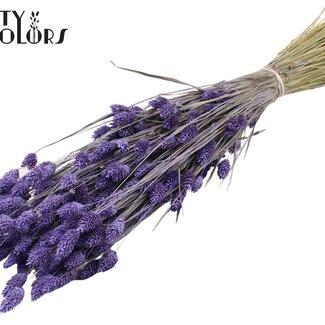 QC Gedroogde Phalaris | Kleur: Frosted Milkapaars | Kanariegras Droogbloemen | Lengte ± 60 centimeter | Gewicht 220 gram | Per bos