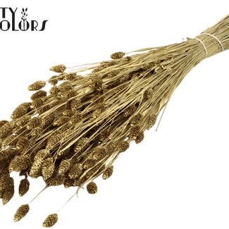 QC Gedroogde Phalaris | Kleur: Goudkleurig | Kanariegras Droogbloemen | Lengte ± 60 centimeter | Gewicht 220 gram | Per bos
