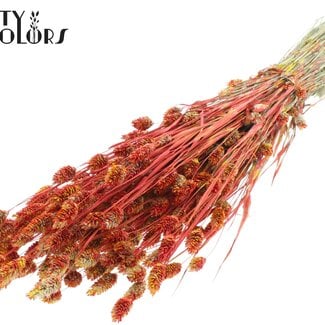 QC Gedroogde Phalaris | Kleur: Meerkleurig Rood | Kanariegras Droogbloemen | Lengte ± 60 centimeter | Gewicht 220 gram | Per bos