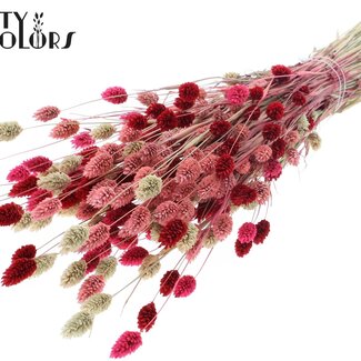 QC Gedroogde Phalaris "Lady Mix" | Kleur: Gemengde Kleuren | Kanariegras Droogbloemen | Lengte ± 60 centimeter | Gewicht 220 gram | Per bos