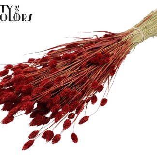 QC Gedroogde Phalaris | Kleur: Rood | Kanariegras Droogbloemen | Lengte ± 60 centimeter | Gewicht 220 gram | Per bos