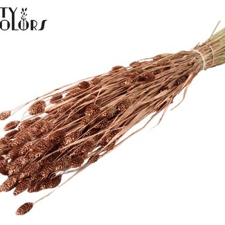 QC Gedroogde Phalaris | Kleur: Koperkleurig | Kanariegras Droogbloemen | Lengte ± 60 centimeter | Gewicht 220 gram | Per bos