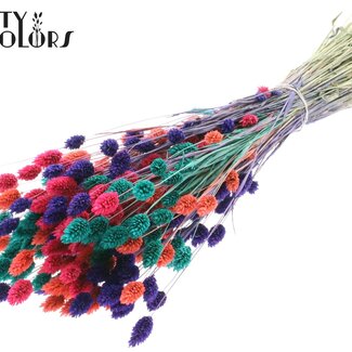 QC Gedroogde Phalaris "Kleurrijk 4" | Kleur: Gemengde Kleuren | Kanariegras Droogbloemen | Lengte ± 60 centimeter | Gewicht 220 gram | Per bos