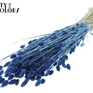 QC Gedroogde Phalaris | Kleur: Pearl Blauw | Kanariegras Droogbloemen | Lengte ± 60 centimeter | Gewicht 220 gram | Per bos