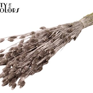 QC Gedroogde Phalaris | Kleur: Champagnekleurig | Kanariegras Droogbloemen | Lengte ± 60 centimeter | Gewicht 220 gram | Per bos