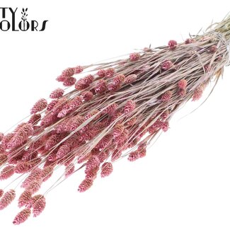 QC Gedroogde Phalaris | Kleur: Pearl Roze | Kanariegras Droogbloemen | Lengte ± 60 centimeter | Gewicht 220 gram | Per bos