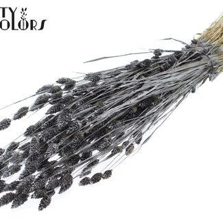 QC Gedroogde Phalaris | Kleur: Metallic Grafiet | Kanariegras Droogbloemen | Lengte ± 60 centimeter | Gewicht 220 gram | Per bos