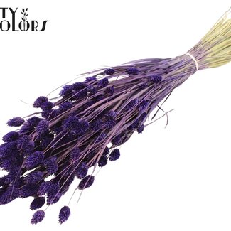 QC Gedroogde Phalaris | Kleur: Paars | Kanariegras Droogbloemen | Lengte ± 60 centimeter | Gewicht 220 gram | Per bos