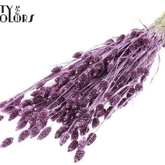 QC Gedroogde Phalaris | Kleur: Metallic Roze met Glitter | Kanariegras Droogbloemen | Lengte ± 60 centimeter | Gewicht 220 gram | Per bos