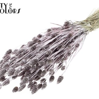 QC Gedroogde Phalaris | Kleur: Champagnekleurig met Glitter | Kanariegras Droogbloemen | Lengte ± 60 centimeter | Gewicht 220 gram | Per bos