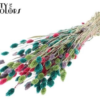 QC Gedroogde Phalaris "Kleurrijk 7" | Kleur: Gemengde Kleuren | Kanariegras Droogbloemen | Lengte ± 60 centimeter | Gewicht 220 gram | Per bos