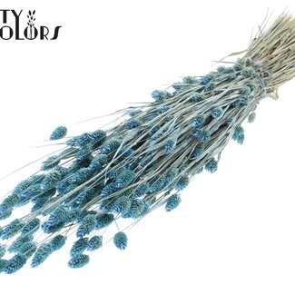 QC Gedroogde Phalaris | Kleur: Pearl Lichtblauw | Kanariegras Droogbloemen | Lengte ± 60 centimeter | Gewicht 220 gram | Per bos