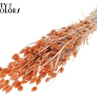QC Gedroogde Phalaris | Kleur: Pearl Oranje | Kanariegras Droogbloemen | Lengte ± 60 centimeter | Gewicht 220 gram | Per bos