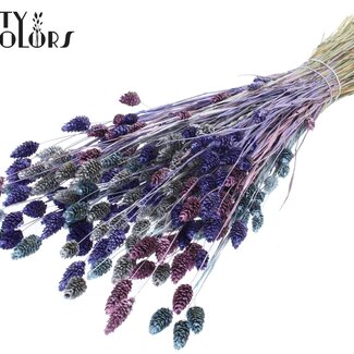 QC Dried Phalaris "Metallic Galaxy Mix" | Colour: Mixed Colours | Canary Grass Dried Flowers | Length ± 60 centimetres | Weight 220 grams | Per bunch