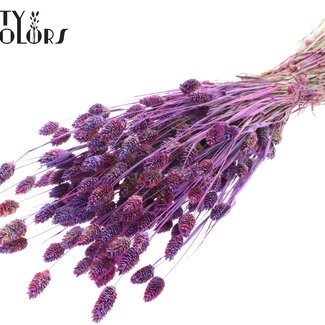 QC Gedroogde Phalaris | Kleur: Meerkleurig Milkapaars | Kanariegras Droogbloemen | Lengte ± 60 centimeter | Gewicht 220 gram | Per bos