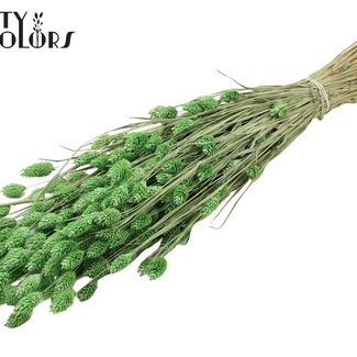 QC Gedroogde Phalaris | Kleur: Frosted Mintgroen | Kanariegras Droogbloemen | Lengte ± 60 centimeter | Gewicht 220 gram | Per bos