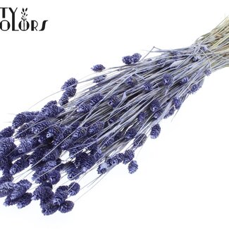 QC Gedroogde Phalaris | Kleur: Pearl Milkapaars | Kanariegras Droogbloemen | Lengte ± 60 centimeter | Gewicht 220 gram | Per bos