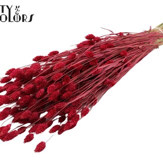 QC Dried Phalaris | Colour: Cherry-coloured | Canary Grass Dried Flowers | Length ± 60 centimetres | Weight 220 grams | Per bunch