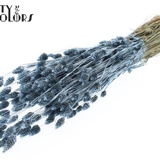 QC Gedroogde Phalaris | Kleur: Metallic Blauw | Kanariegras Droogbloemen | Lengte ± 60 centimeter | Gewicht 220 gram | Per bos