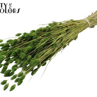 QC Gedroogde Phalaris | Kleur: Lichtgroen | Kanariegras Droogbloemen | Lengte ± 60 centimeter | Gewicht 220 gram | Per bos