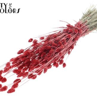 QC Gedroogde Phalaris | Kleur: Pearl Koraalkleurig | Kanariegras Droogbloemen | Lengte ± 60 centimeter | Gewicht 220 gram | Per bos