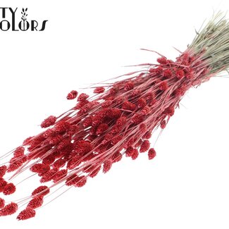 QC Getrocknete Phalaris | Farbe: Perlenkorallenfarbe | Kanariengras Trockenblumen | Länge ± 60 Zentimeter | Gewicht 220 Gramm | Pro Bund