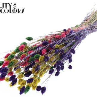 QC Gedroogde Phalaris "Kleurrijk 2" | Kleur: Gemengde Kleuren | Kanariegras Droogbloemen | Lengte ± 60 centimeter | Gewicht 220 gram | Per bos