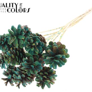 QC Dennenappel op stok | Kleur: Meerkleurig Groen | Diameter 5 - 7 centimeter | Lengte ± 50 centimeter | 10 bijstekers per bos