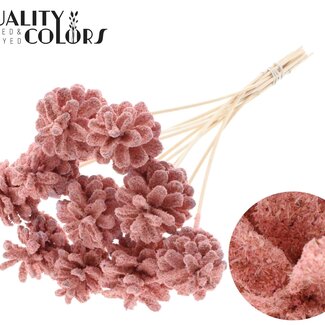 QC Dennenappel op stok | Kleur: Sawdust Lichtroze | Diameter 5 - 7 centimeter | Lengte ± 50 centimeter | 10 bijstekers per bos