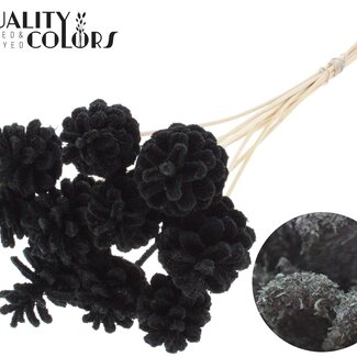 QC Dennenappel op stok | Kleur: Sawdust Zwart | Diameter 5 - 7 centimeter | Lengte ± 50 centimeter | 10 bijstekers per bos