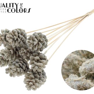 QC Pine cone on stick | Colour: Sawdust cream-coloured | Diameter 5 - 7 centimetre | Length ± 50 centimetre | 10 picks per bunch