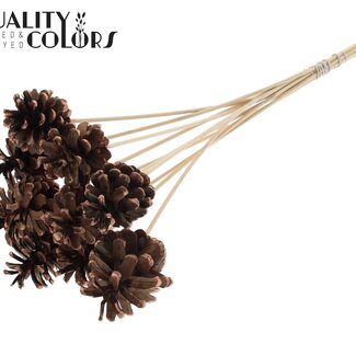 QC Dennenappel op stok | Kleur: Bruin met Koperkleurig Gepunt | Diameter 5 - 7 centimeter | Lengte ± 50 centimeter | 10 bijstekers per bos
