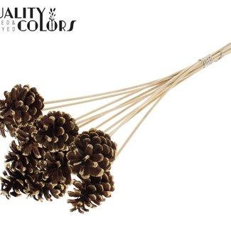QC Dennenappel op stok | Kleur: Bruin met Antiek Goudkleurig Gepunt | Diameter 5 - 7 centimeter | Lengte ± 50 centimeter | 10 bijstekers per bos