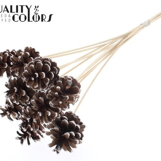 QC Dennenappel op stok | Kleur: Bruin met Champagnekleurig Gepunt | Diameter 5 - 7 centimeter | Lengte ± 50 centimeter | 10 bijstekers per bos