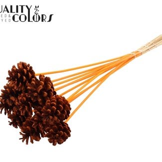 QC Dennenappel op stok | Kleur: Oranje | Diameter 5 - 7 centimeter | Lengte ± 50 centimeter | 10 bijstekers per bos