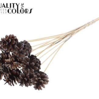 QC Dennenappel op stok | Kleur: Bruin met Metallic Grafiet Gepunt | Diameter 5 - 7 centimeter | Lengte ± 50 centimeter | 10 bijstekers per bos