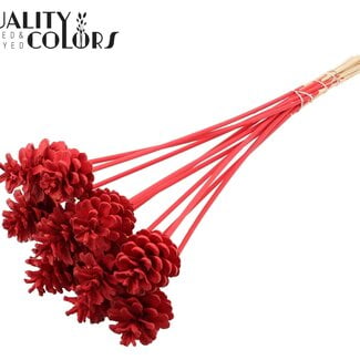 QC Dennenappel op stok | Kleur: Rood | Diameter 5 - 7 centimeter | Lengte ± 50 centimeter | 10 bijstekers per bos