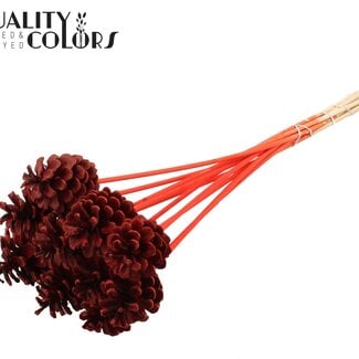 QC Dennenappel op stok | Kleur: Rood | Diameter 5 - 7 centimeter | Lengte ± 50 centimeter | 10 bijstekers per bos