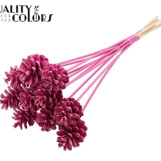 QC Dennenappel op stok | Kleur: Kerskleurig | Diameter 5 - 7 centimeter | Lengte ± 50 centimeter | 10 bijstekers per bos