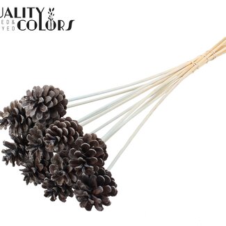 QC Dennenappel op stok | Kleur: Frosted Lichtblauw | Diameter 5 - 7 centimeter | Lengte ± 50 centimeter | 10 bijstekers per bos