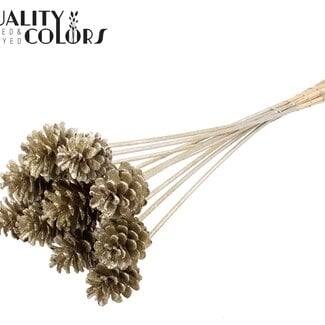 QC Dennenappel op stok | Kleur: Platinakleurig met Glitter | Diameter 5 - 7 centimeter | Lengte ± 50 centimeter | 10 bijstekers per bos