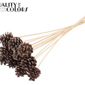QC Dennenappel op stok | Kleur: Frosted Wit | Diameter 5 - 7 centimeter | Lengte ± 50 centimeter | 10 bijstekers per bos