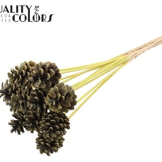 QC Dennenappel op stok | Kleur: Frosted Mintgroen | Diameter 5 - 7 centimeter | Lengte ± 50 centimeter | 10 bijstekers per bos